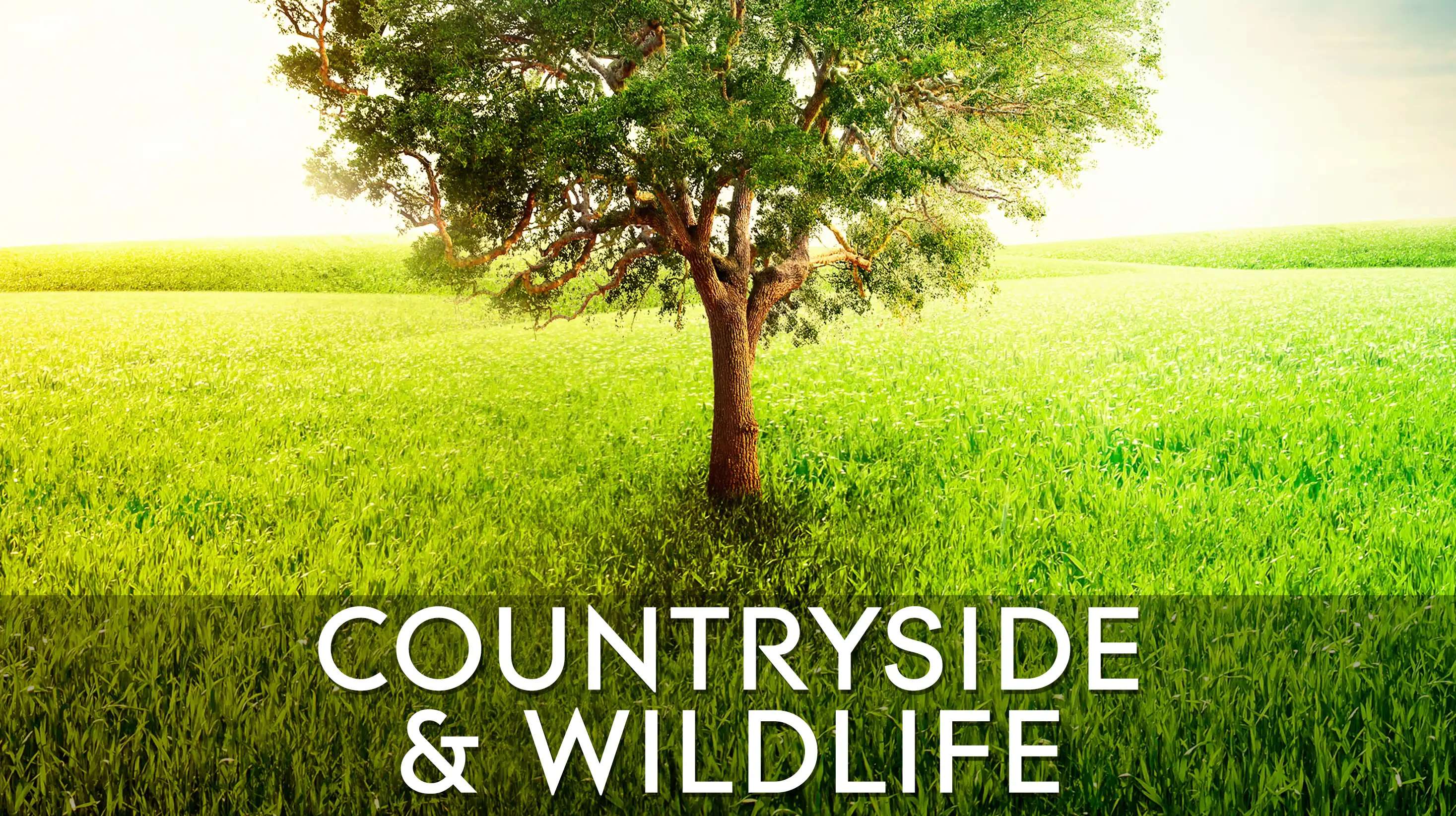 Staff Playlists - Countryside & Wildlife